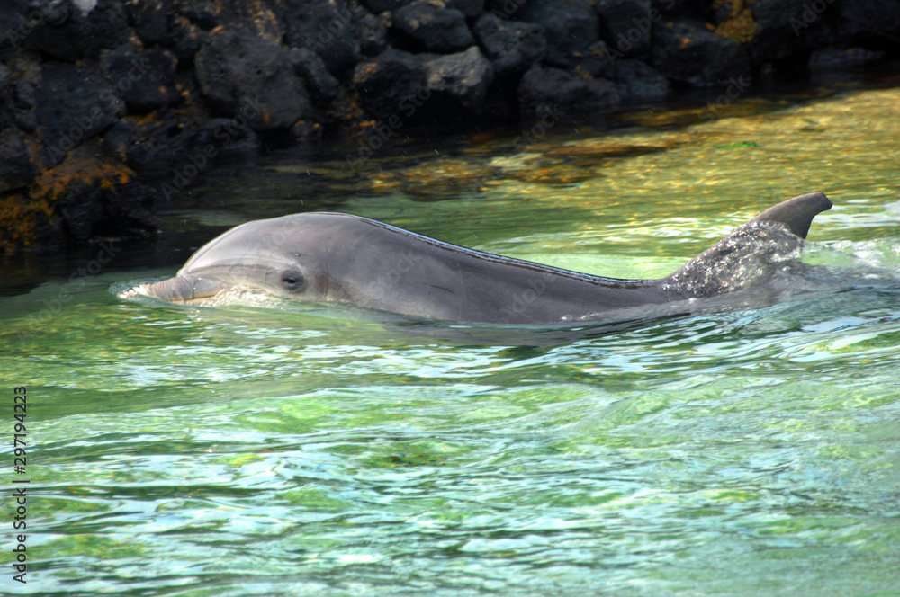 Fototapeta premium Dolphin Head above water