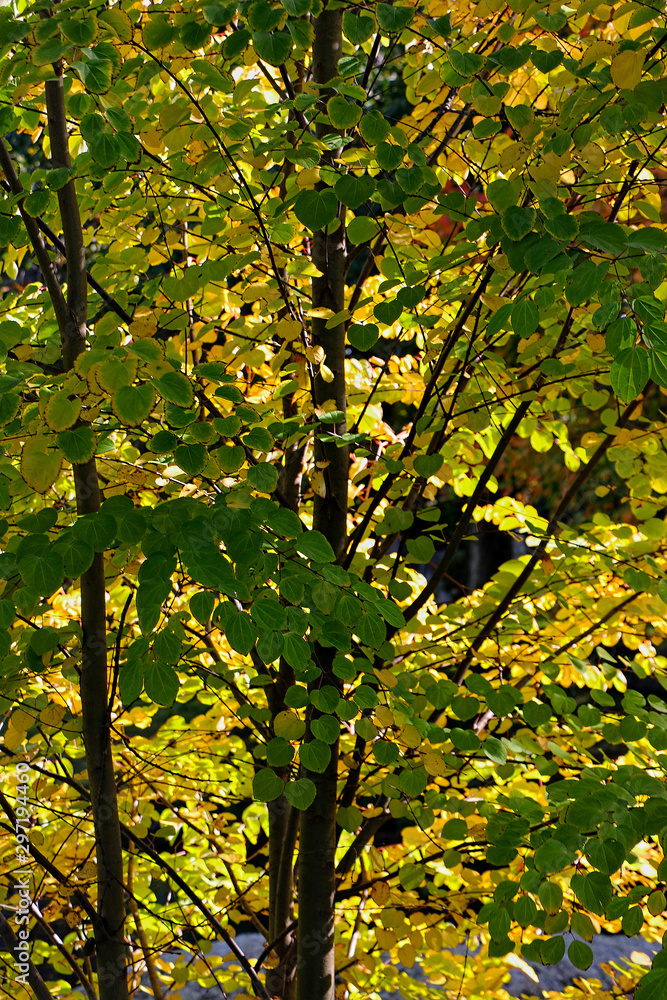 Sunlight shines through golden yellow leaves in autumn Sunlight shines through golden yellow leaves in autumn