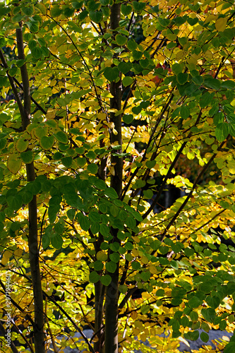 Sunlight shines through golden yellow leaves in autumn