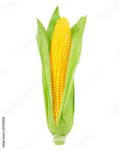 corn ear, isolated on white background, clipping path, full depth of field