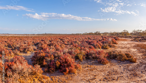 Native Australian desert red vegetation against bright sky