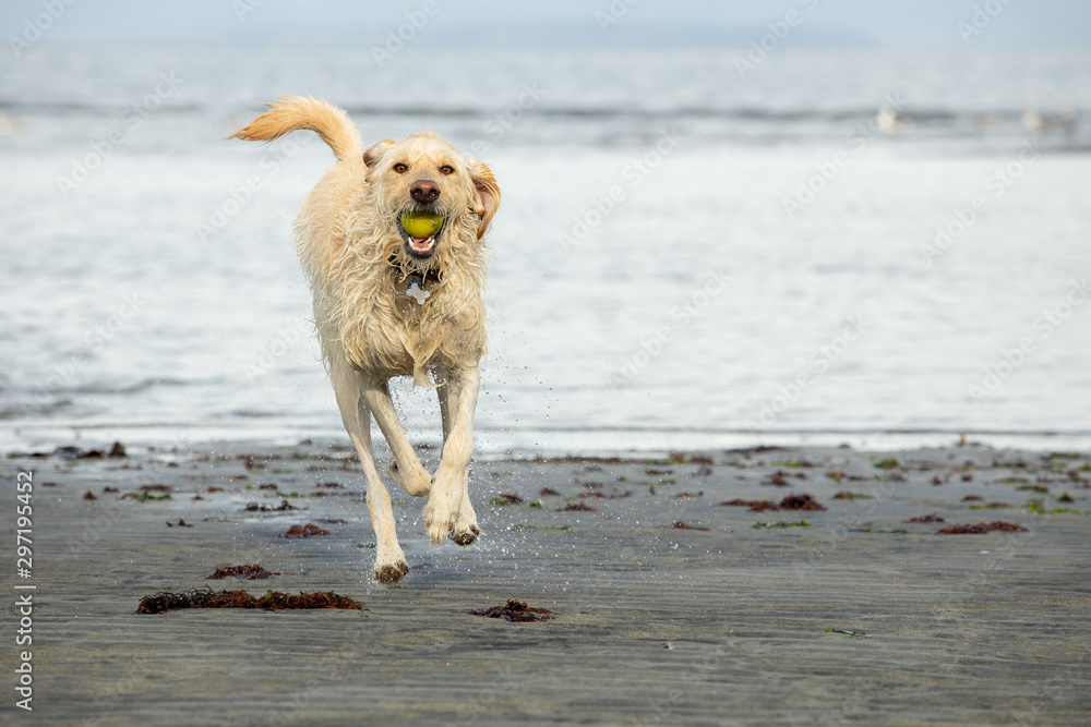 Yellow labrador dog running on the beach with a ball