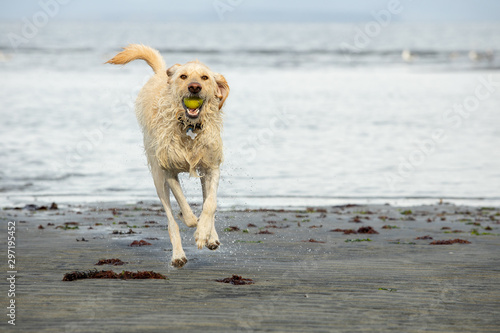 Yellow labrador dog running on the beach with a ball