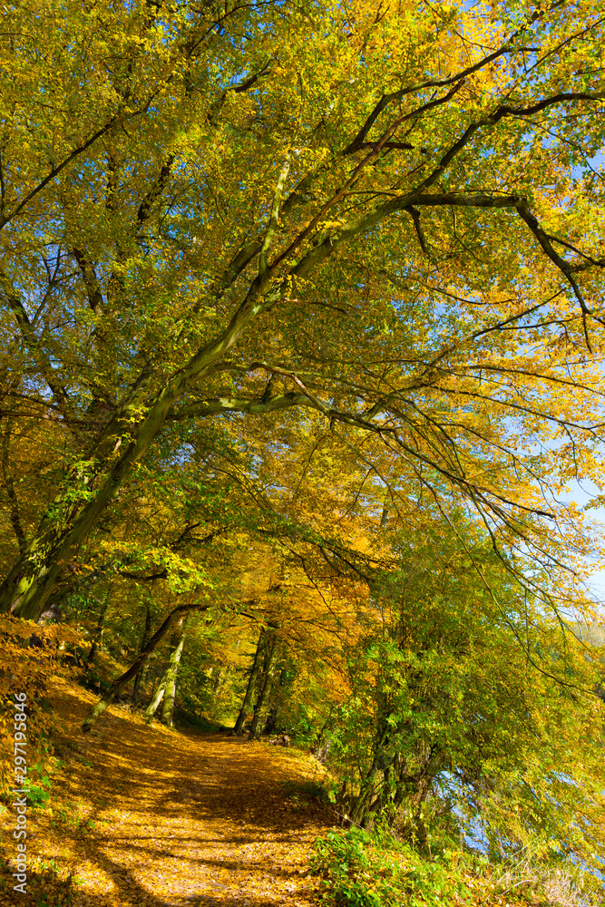 Fototapeta premium Colorful autumn Nature with old big Trees about River Sazava in Central Bohemia, Czech Republic