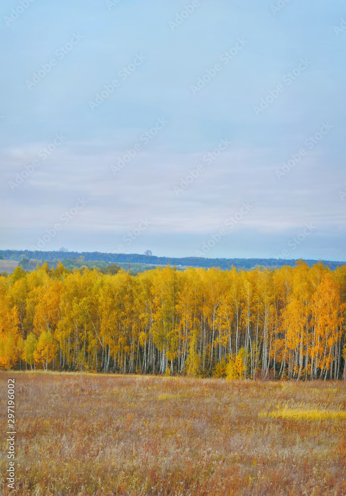 Birch grove and adjacent meadow in autumn time. Autumn background. Birch grove and adjacent meadow in autumn time. Autumn background.