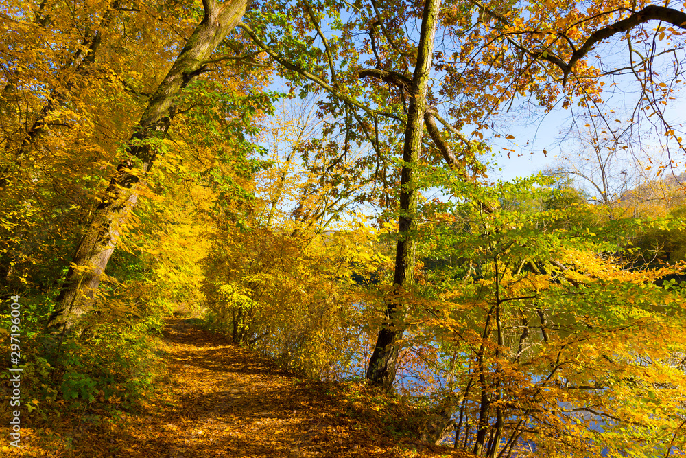 Colorful autumn Nature with old big Trees about River Sazava in Central Bohemia, Czech Republic