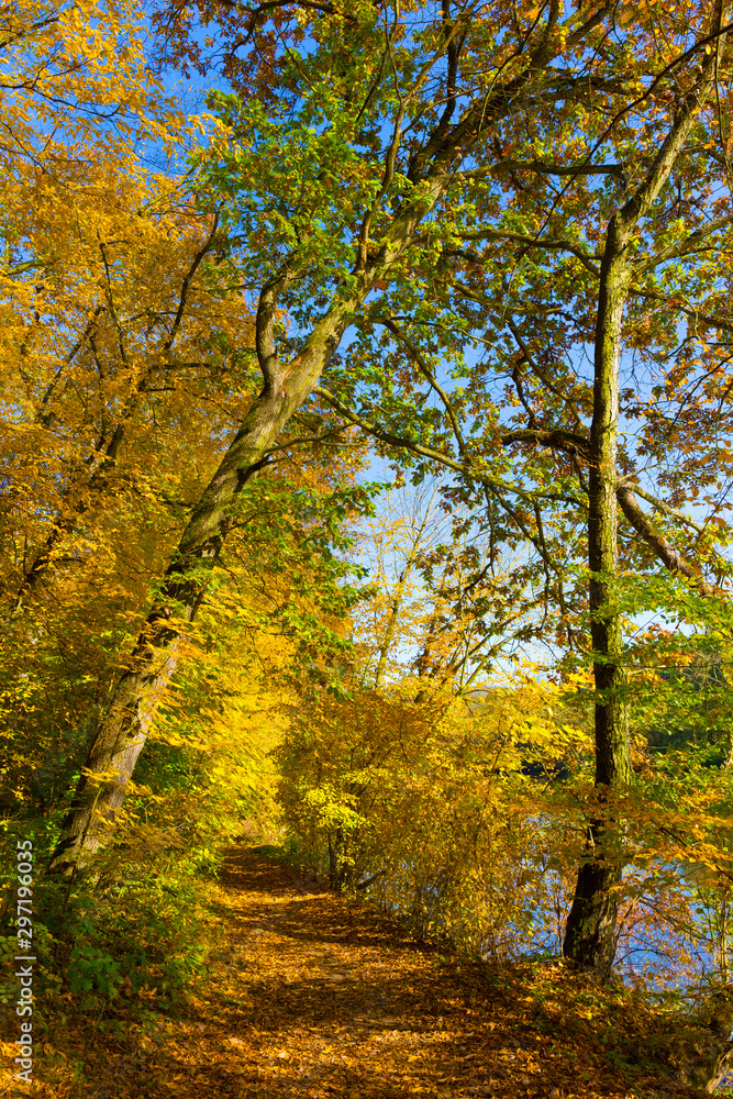 Colorful autumn Nature with old big Trees about River Sazava in Central Bohemia, Czech Republic Colorful autumn Nature with old big Trees about River Sazava in Central Bohemia, Czech Republic