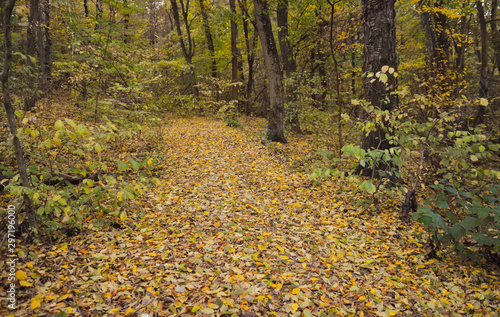 Path through autumn deciduous forest covered with fallen leaves.