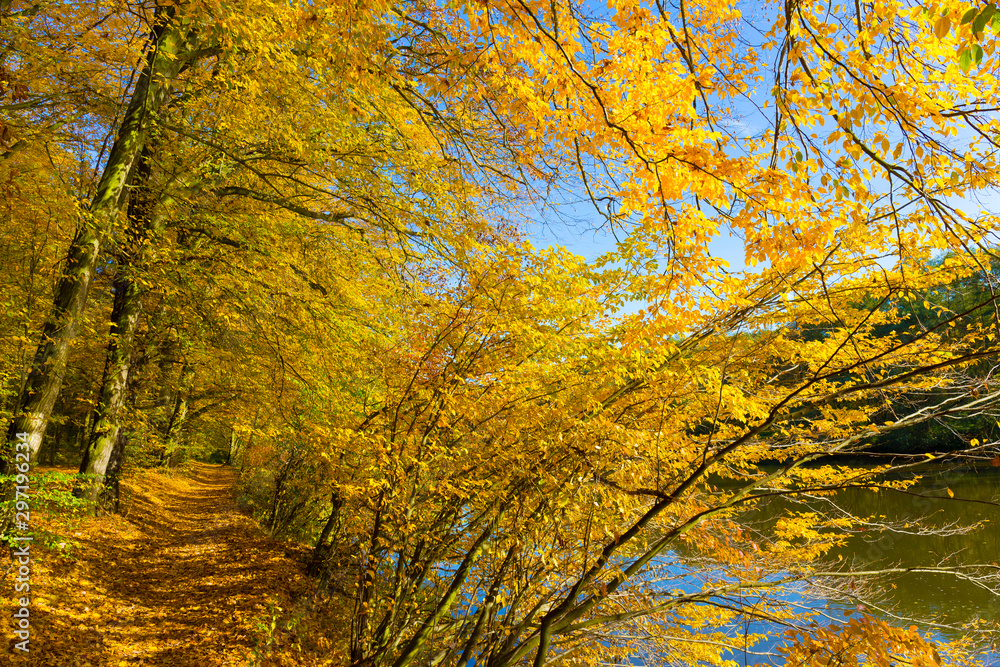 Colorful autumn Nature with old big Trees about River Sazava in Central Bohemia, Czech Republic Colorful autumn Nature with old big Trees about River Sazava in Central Bohemia, Czech Republic