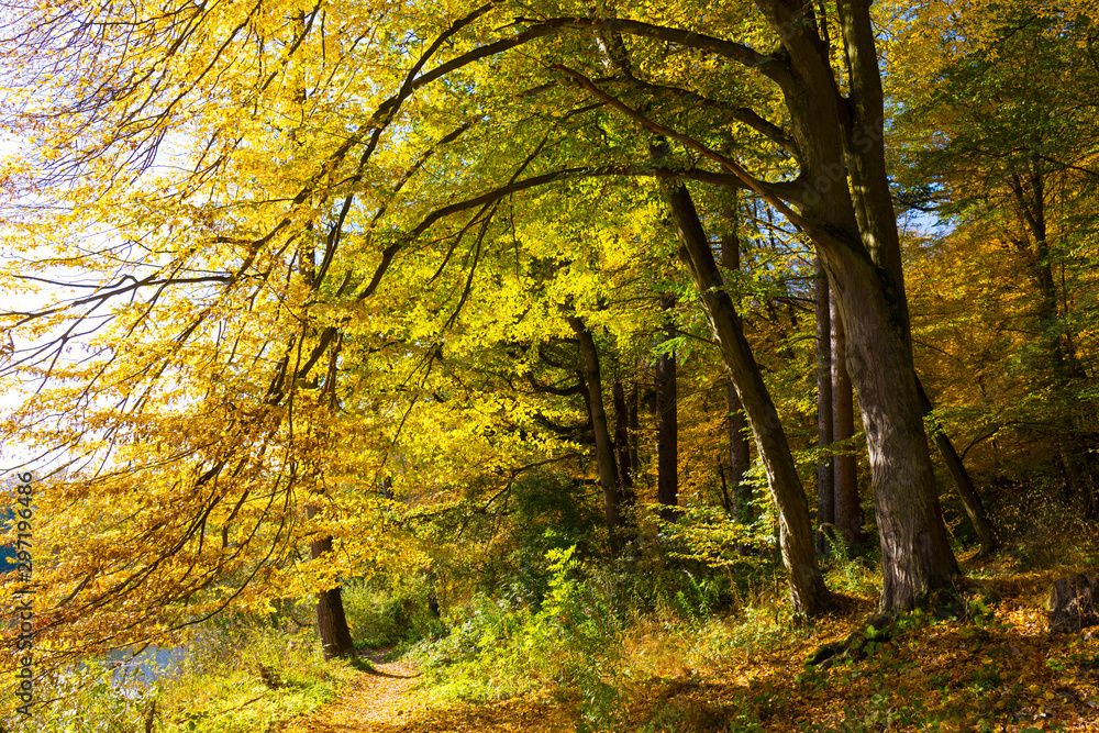 Colorful autumn Nature with old big Trees about River Sazava in Central Bohemia, Czech Republic Colorful autumn Nature with old big Trees about River Sazava in Central Bohemia, Czech Republic
