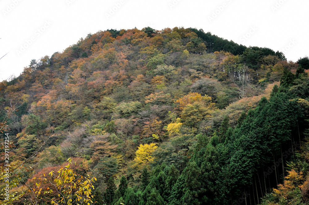 奥武蔵 紅葉の山