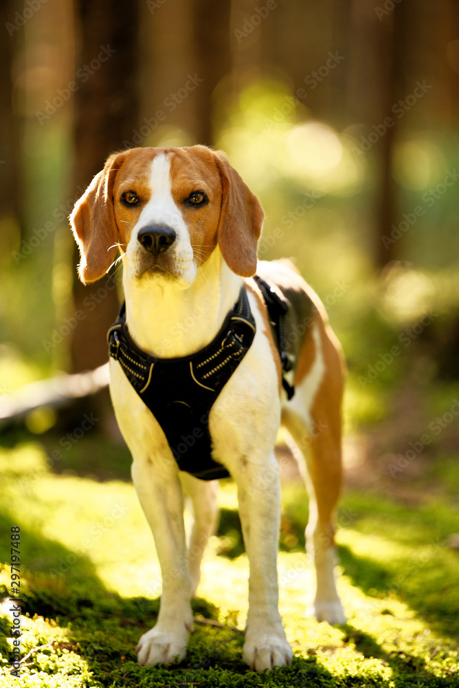 The beagle dog in autumn forest. Portrait with shallow background