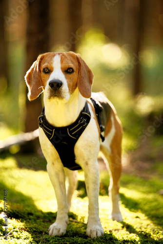 The beagle dog in autumn forest. Portrait with shallow background