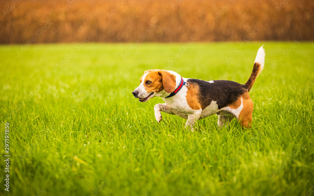 Beagle dog on the background of a green field in the autumn after the rain while running like crazy