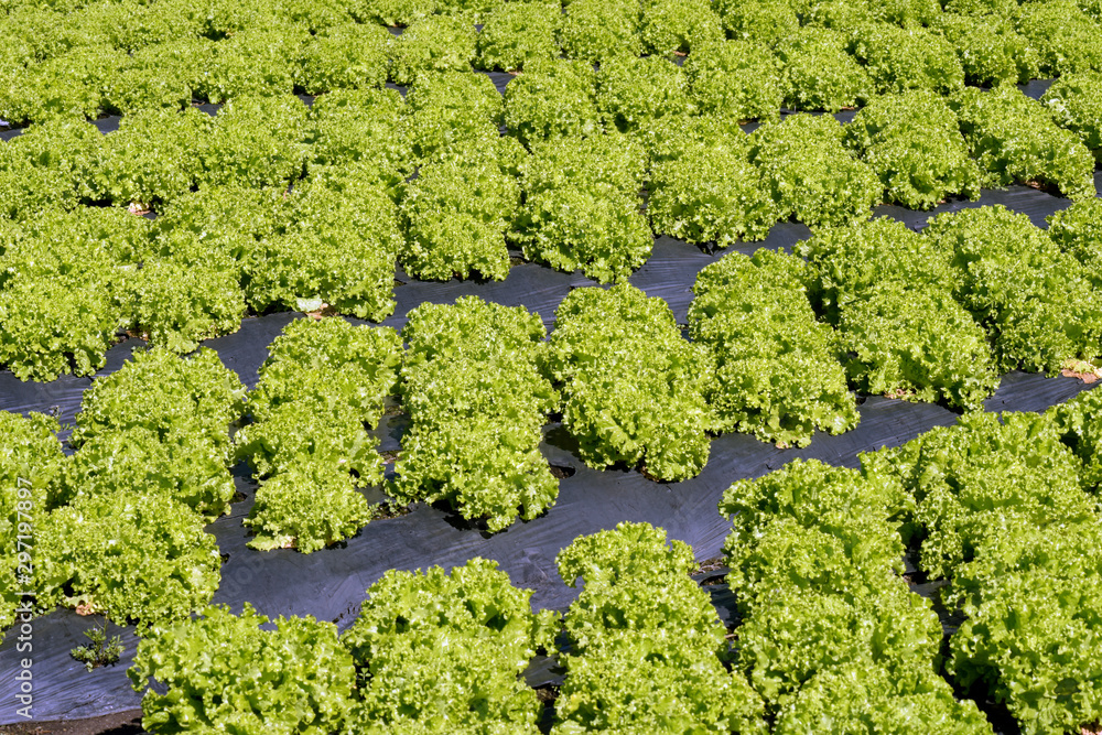 Lettuce plantation overview