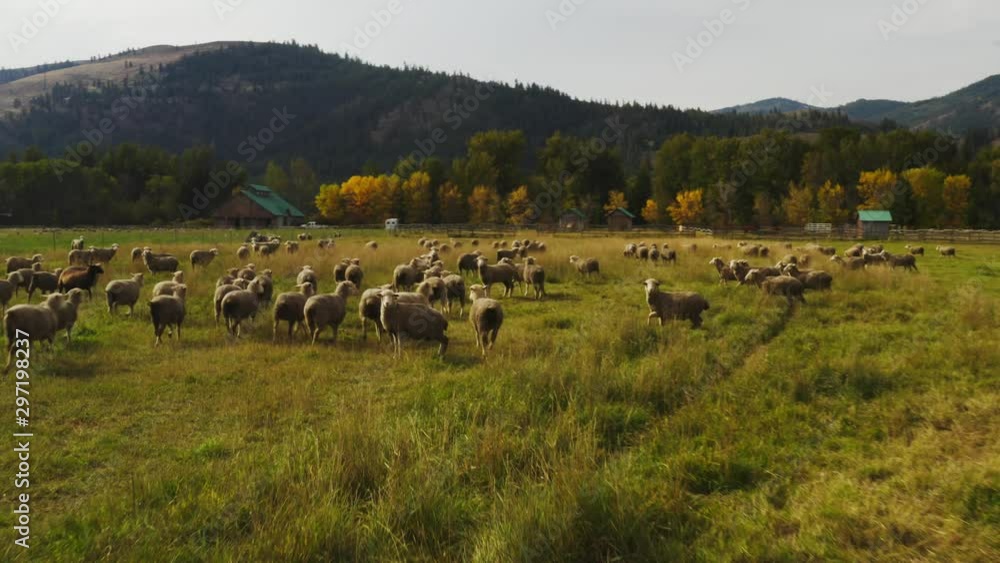 Sheep pasture on farm, aerial of Montana countryside, green lands and snowy mountain peaks, beautiful nature of Northwest of USA, travel around America on RV
