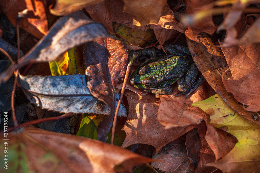 earthen toad posing against a background of autumn leaves of bright multi-colored flowers earthen toad posing against a background of autumn leaves of bright multi-colored flowers