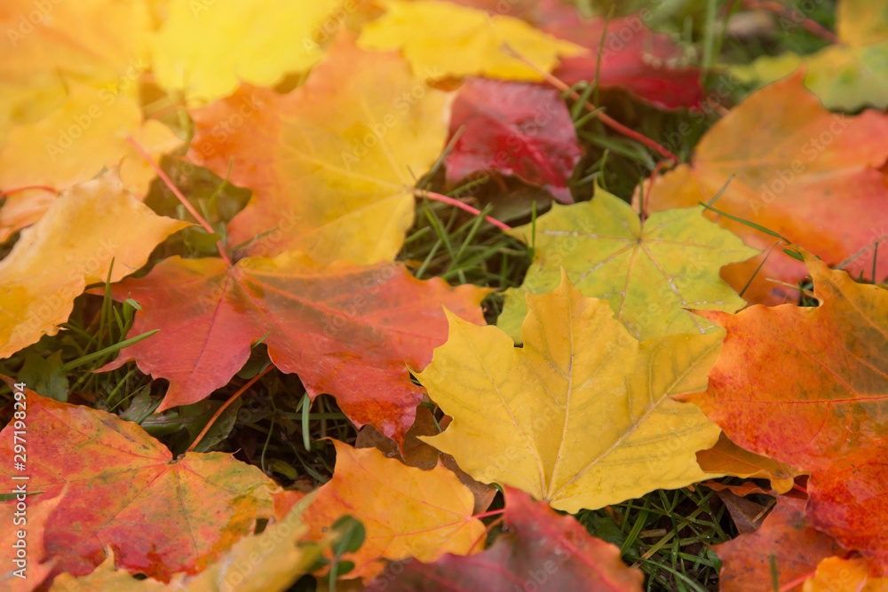 Fallen colorful fall autumn maple leaves closeup in sunlight Fallen colorful fall autumn maple leaves closeup in sunlight