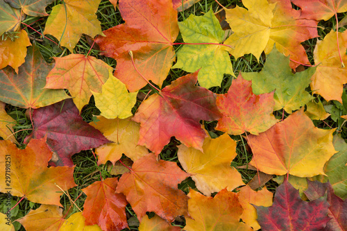 Fallen colorful autumn maple leaves background texture