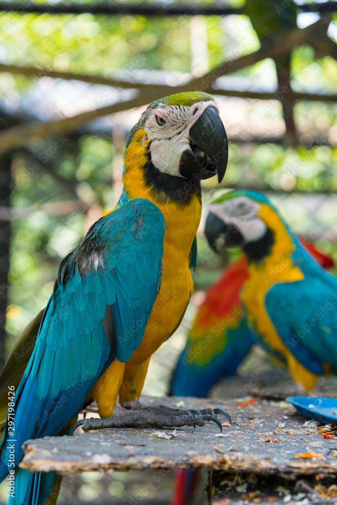 Pair of yellow and blue macaws perched in a small animal park. Colombia