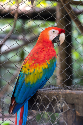 Scarlet Macaw resting in an animal park. Colombia