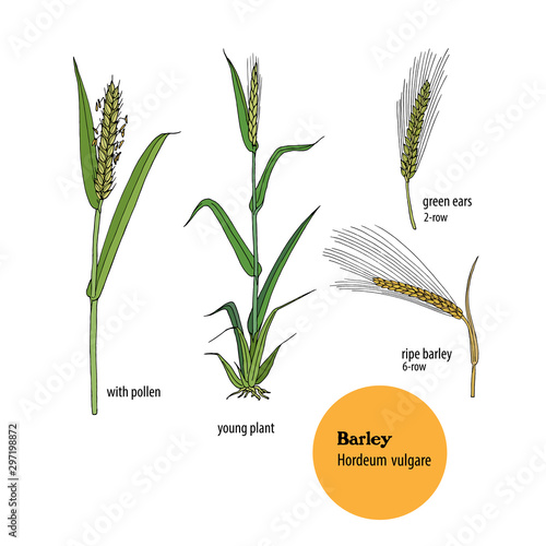 Hand drawing Barley Hordeum vulgare, set for and pasture. Stock Illustration | Adobe Stock