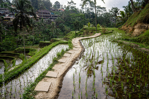 Trail through rice terrace