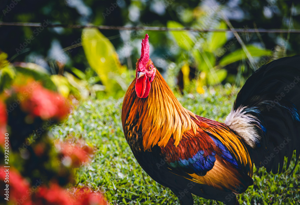 Kauai Rooster