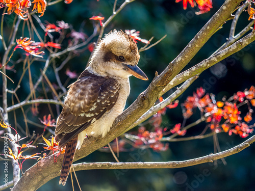 Side profile of a kookaburra sitting in a tree with autumn leaves in the background photo