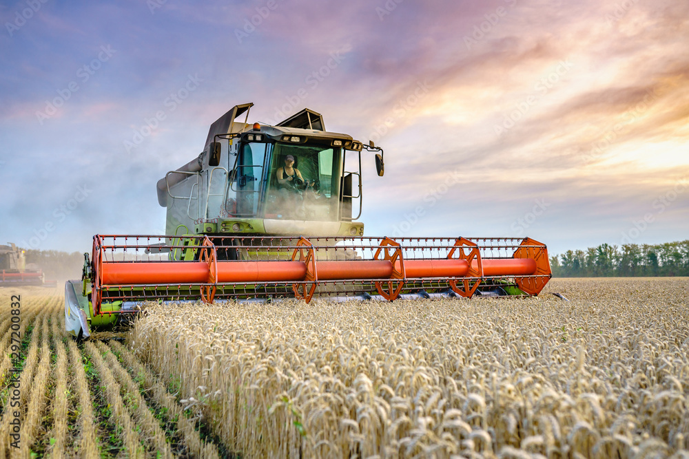 Combine harvester harvests ripe wheat. Ripe ears of gold field on the sunset cloudy orange sky background. . Concept of a rich harvest. Agriculture image Combine harvester harvests ripe wheat. Ripe ears of gold field on the sunset cloudy orange sky background. . Concept of a rich harvest. Agriculture image