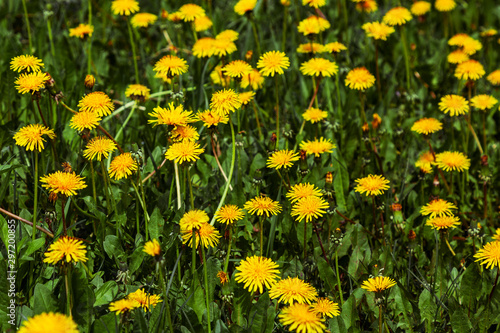 Background Image - Field Covered with Blooming Yellow Dandelions