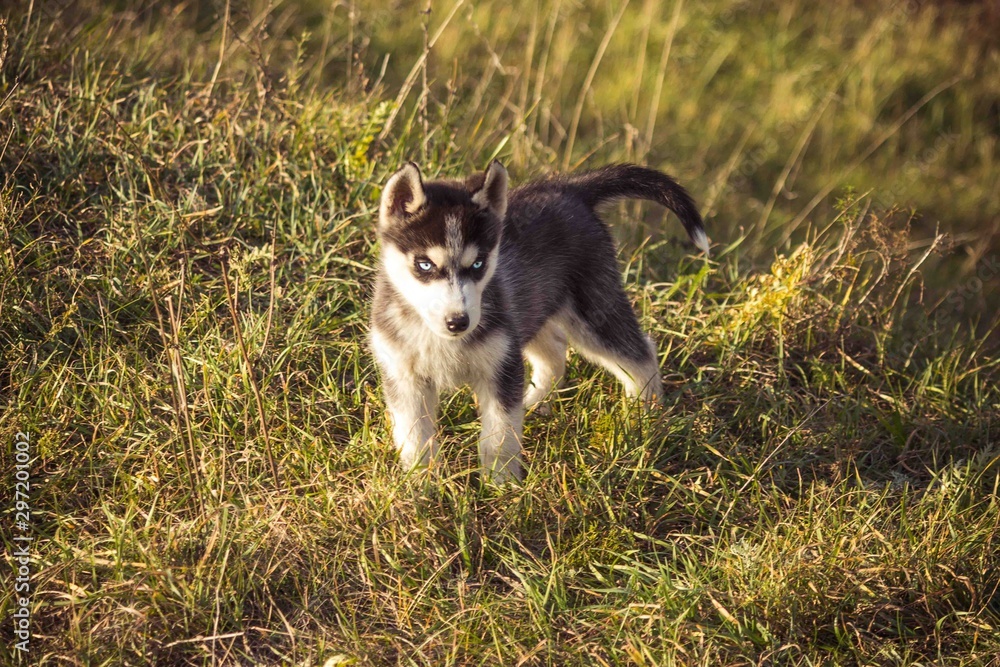 small puppies breed, Siberian husky for a walk.