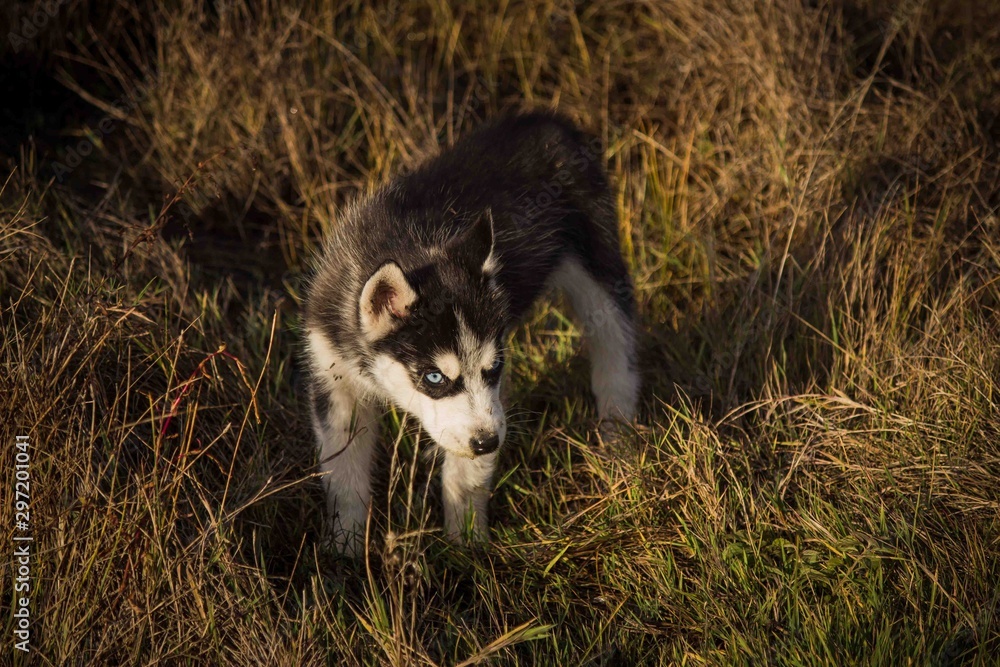 Obraz premium small puppies breed, Siberian husky for a walk.