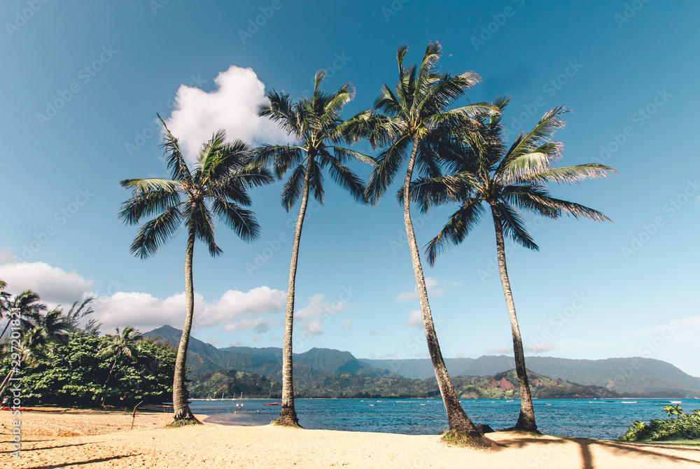 Kauai Palm Trees
