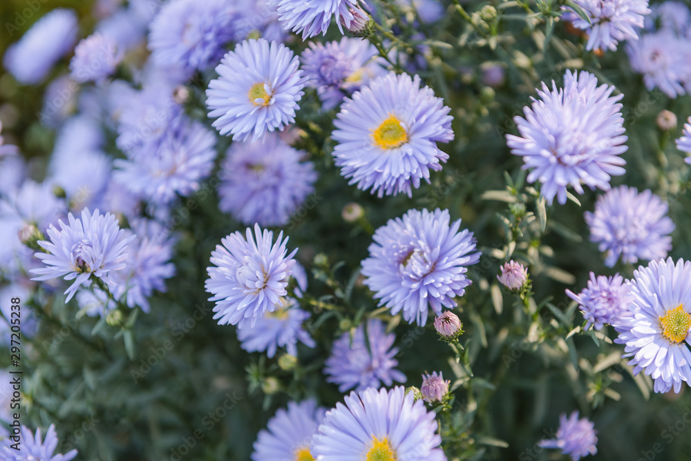 Autumn flowers. Blue flowers in the garden. Admire the flowers. Blue flowers close-up. Autumn flowers. Blue flowers in the garden. Admire the flowers. Blue flowers close-up.