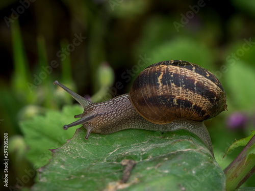 Snails in their natural habitat