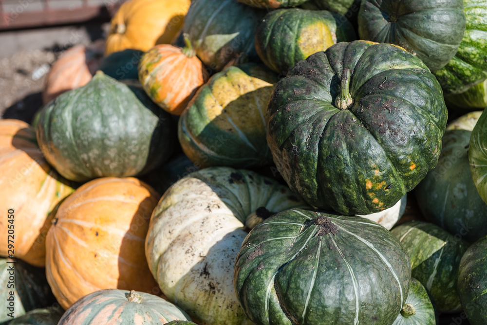 Pumpkin close-up. Multi-colored pumpkin in a heap. Autumn harvest. Big pumpkin.