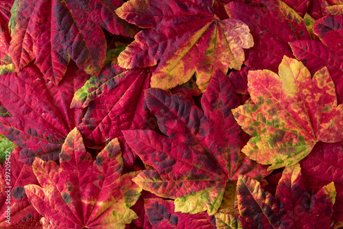 Fall nature background of patterned fall maple leaves, red, green, red, orange, and yellow