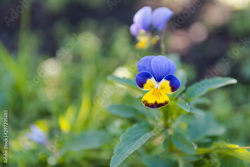 Garden violet. beautiful purple flower. Autumn plants. Little flower