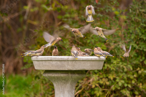 Photos A flock of Cedar Waxwings landing on a birdbath (Bombycilla cedrorum)