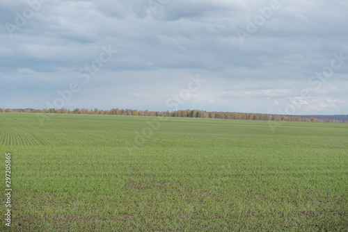 Green field. Small plants grow in the field. Large open spaces. Agriculture.