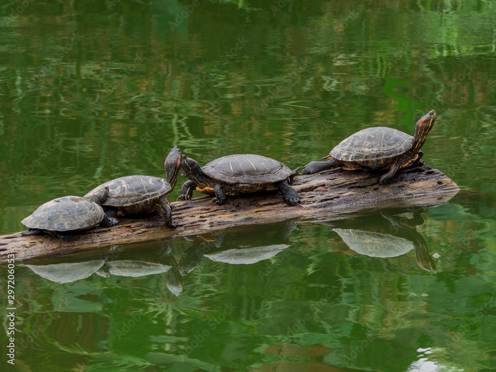 Obraz premium The life of the river turtles