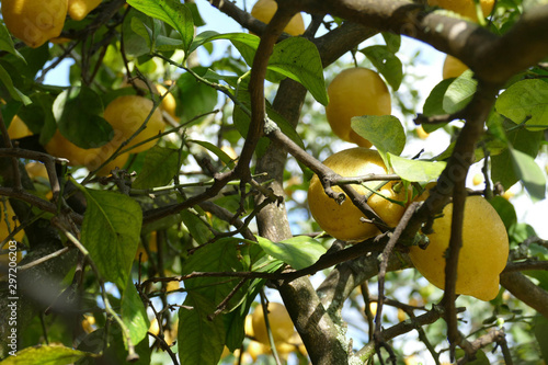 Lemons trees in the garden of Masseria Trapana photo