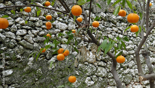 Orange trees in the garden of Masseria Trapana photo