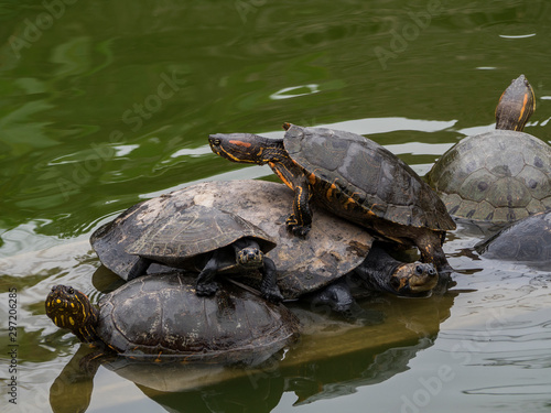The life of the river turtles