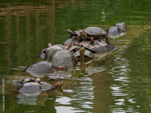 The life of the river turtles