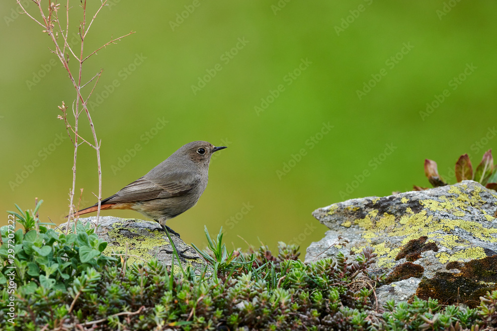 Small bird on a rockFemale Black redstart (Phoenicurus ochruros) on a rock. Small bird on a rockFemale Black redstart (Phoenicurus ochruros) on a rock.