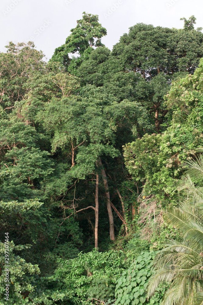 Tropical exotic green forest. Background from deciduous tropical diverse forest with tree trunks.