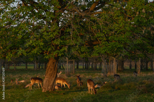 Great Deer (Cervus Elaphus) and whitetail deer on a meadow, eating grass and resting