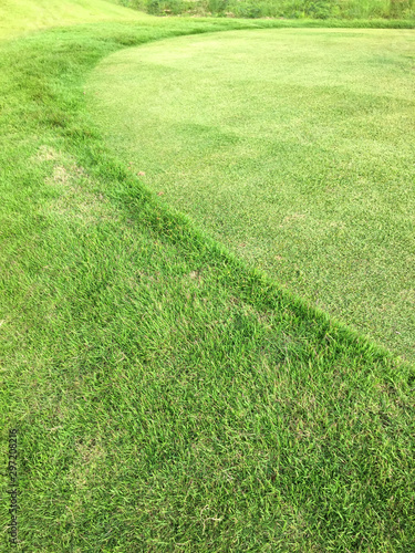 rough green grass from golf ground